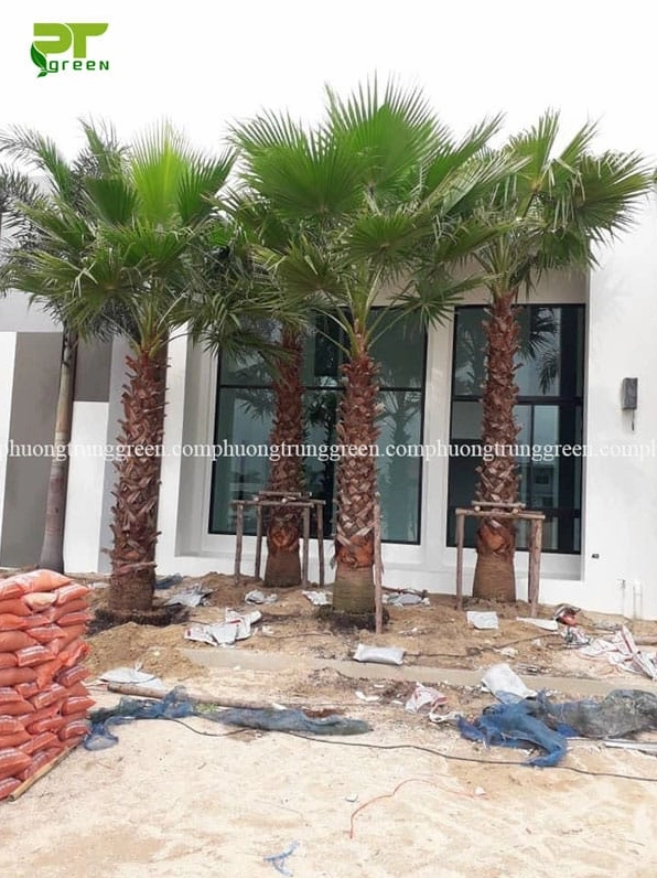 Một góc nhìn khác về Cây Kè Mỹ với thân cây vững vàng và sắc lá xanh đậm giàu sức sống