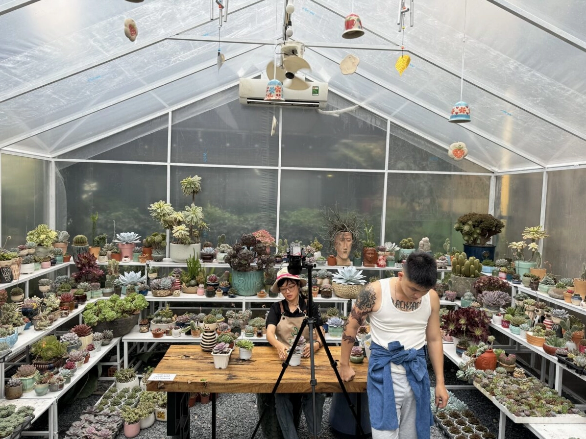 Một góc vườn Cây Sen Đá Joy Garden với nhiều khay cây xếp ngay ngắn tạo thành mảng xanh dày dặn