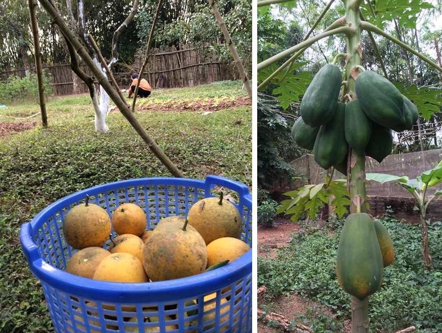 Một góc vườn nhỏ trồng rau xen giữa các cây ăn quả xanh tốt