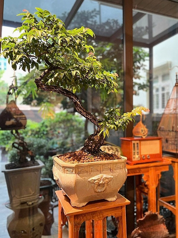 Một hình ảnh cây cảnh được chụp nổi bật sắc xanh và bố cục tự nhiên phù hợp cảm hứng yêu cây trong nhà