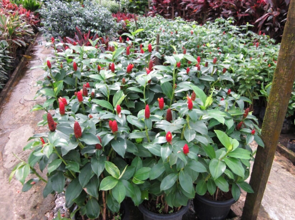 Một mẫu Cây Phúc Lộc Thọ đẹp với sắc xanh mướt và tổng thể hài hòa phù hợp trang trí nội thất