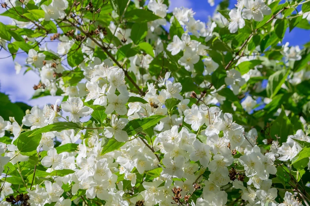 Một số giống hoa nhài khác như Jasminum grandiflorum và Jasminum mesnyi với sắc hoa dịu mắt