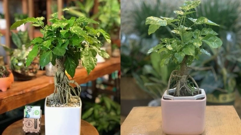 Một số mẫu cây hạnh phúc để bàn nhỏ xinh với dáng cây gọn và lá xanh sáng
