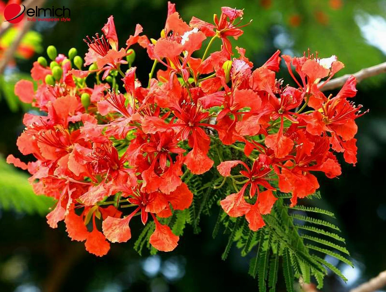 Mùa hoa phượng nở rực mang ý nghĩa đặc biệt của mùa hè và ký ức học trò
