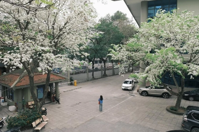 Mùa Hoa Sưa Hà Nội hiện lên tinh khôi với tán hoa trắng nổi bật giữa không gian phố thị yên ả