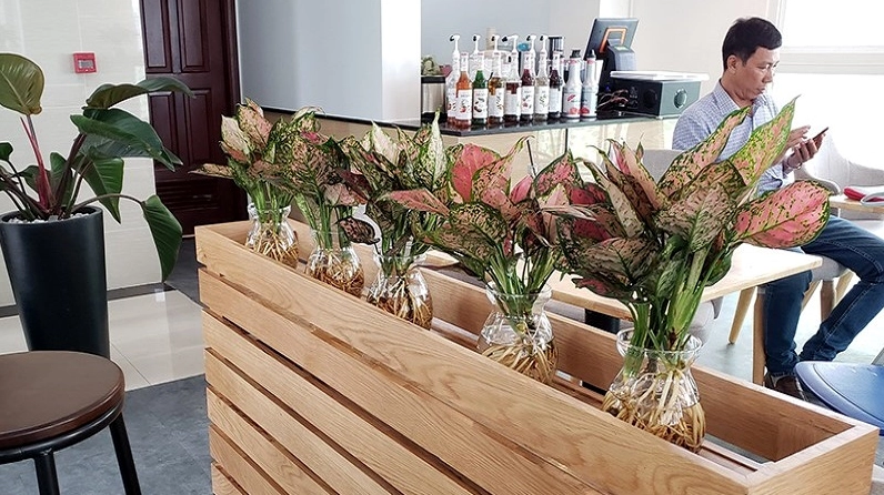 Người chăm sóc cây vạn lộc với thao tác tưới và giữ ẩm để lá luôn xanh đỏ khỏe mạnh
