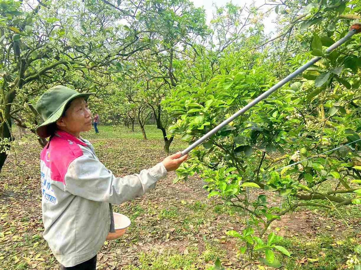 Người dân vườn bưởi Phúc Diễn tất bật thụ phấn bằng tay cho Hoa bưởi để tăng khả năng đậu quả trong vụ mới