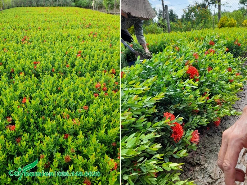 Người làm vườn đang đánh và bọc bầu cây Trang Thái Đỏ để vận chuyển trồng cảnh quan