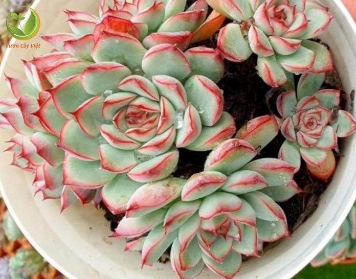 Nhân giống Sen Đá Viền Đỏ từ cây con với những mầm nhỏ mọng nước đáng yêu
