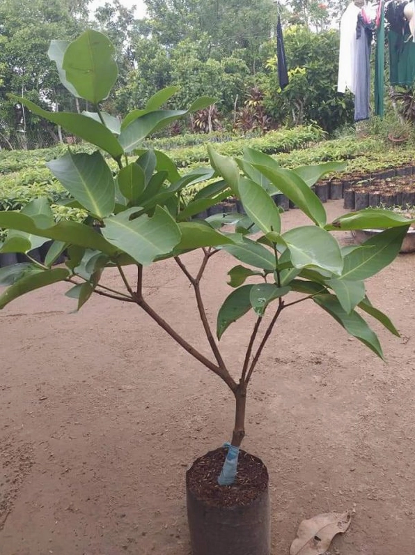 Nhánh Cây Roi buông chùm quả đỏ giữa nền lá xanh đậm