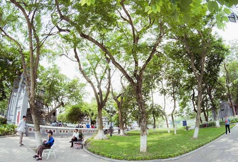 Nhánh Hoa Sưa trắng nổi bật trước phông nền dịu, tôn lên vẻ đẹp nhẹ tênh và thanh nhã