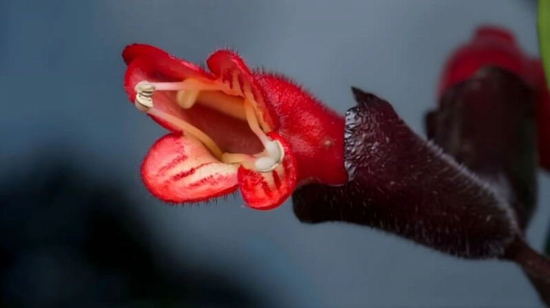 Nhiều bông Hoa son môi nở đồng loạt mang lại không gian tràn đầy năng lượng