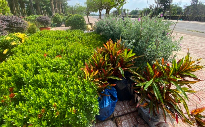 Nhiều cây bông trang đỏ nhỏ được chuẩn bị số lượng lớn với lá non khỏe và dáng cây đồng đều
