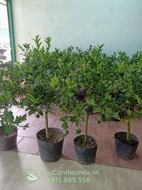 Nhiều cây Chanh Tứ Quý được ươm và chăm sóc đồng loạt trong khu nhà vườn
