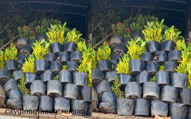 Nhiều cây Cô Tòng Lá Đốm được chuẩn bị số lượng lớn với tán lá đều và màu sắc nổi bật