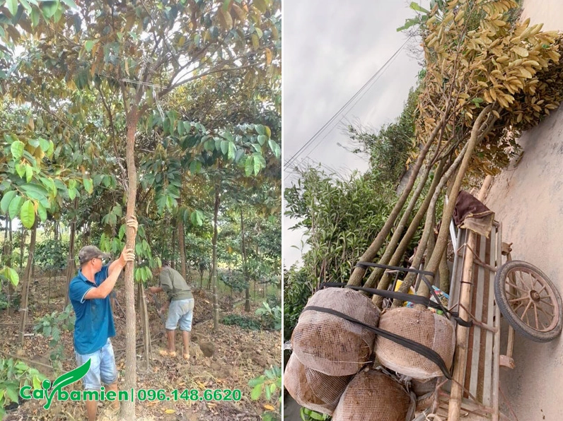Nhiều cây Vú Sữa trưởng thành đang được bứng bầu, phần rễ được xử lý gọn để chuẩn bị di chuyển