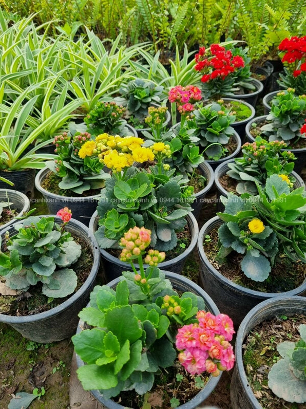 Nhiều chậu cây Hoa bỏng Thái đa dạng màu sắc như vàng đỏ hồng được sắp đặt sinh động
