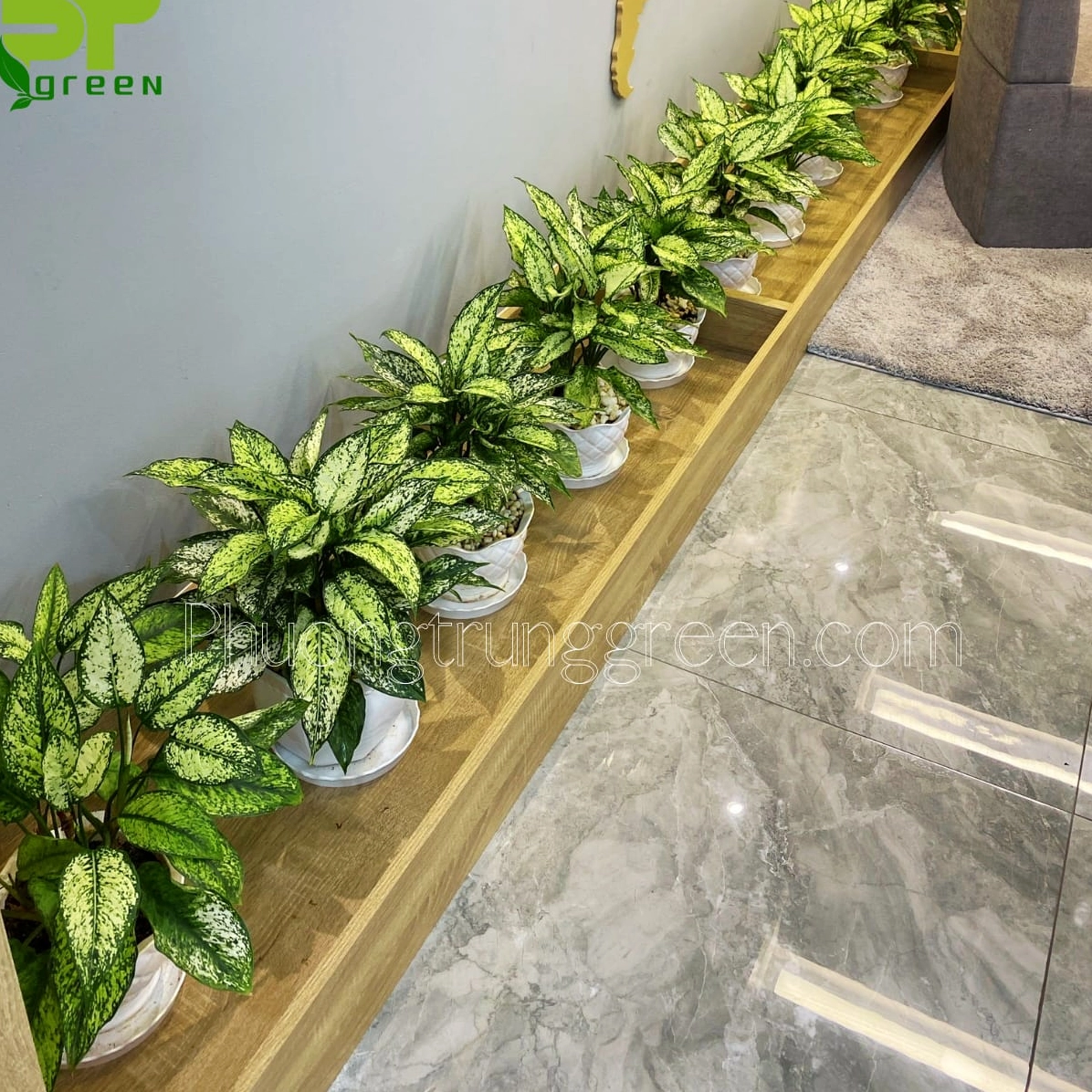 Nhiều chậu Cây Ngọc Ngân khỏe đẹp được chuẩn bị đồng đều với màu lá sáng và dáng cây cân xứng