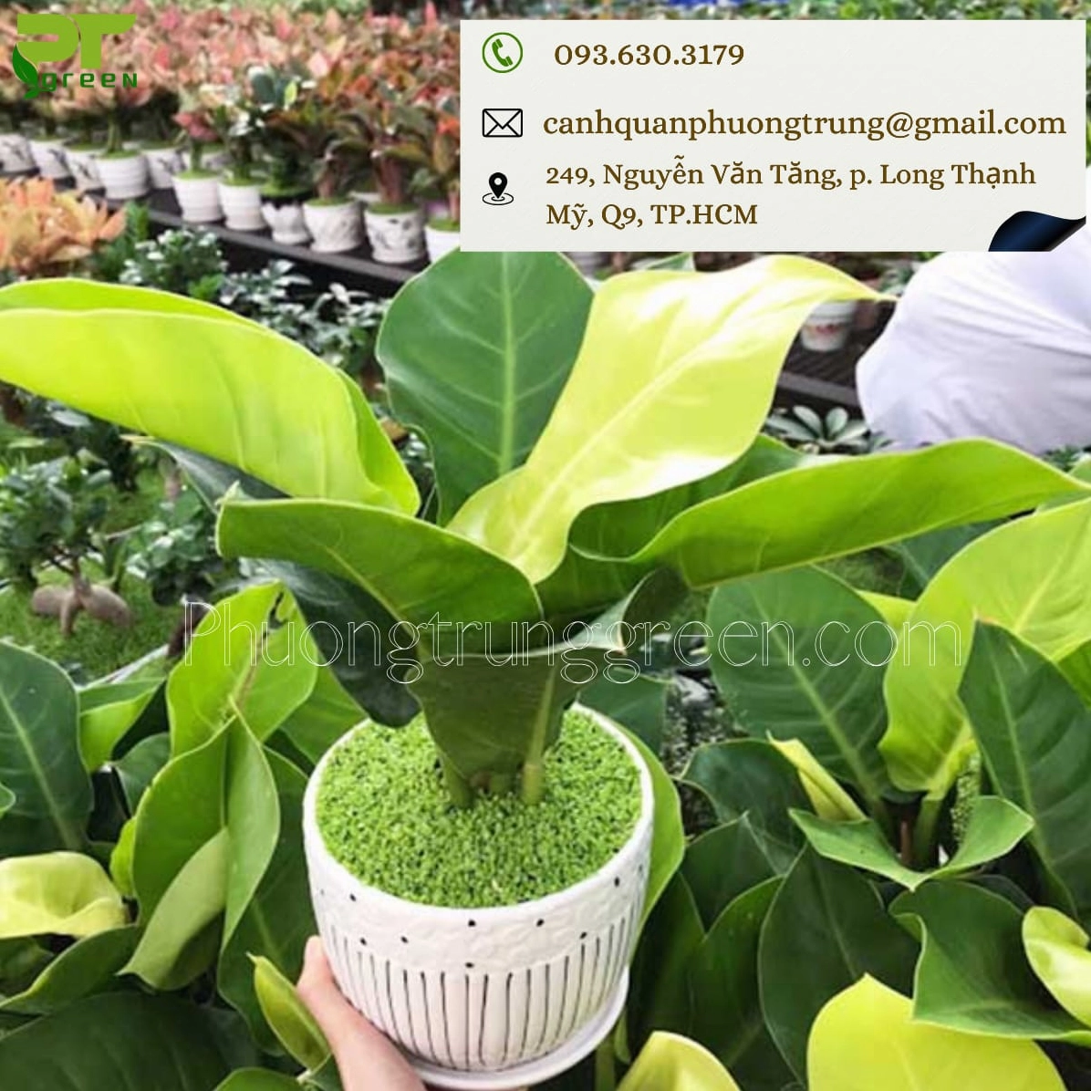 Nhiều chậu trầu bà đế vương xanh được sắp xếp gọn gàng với lá tươi khỏe