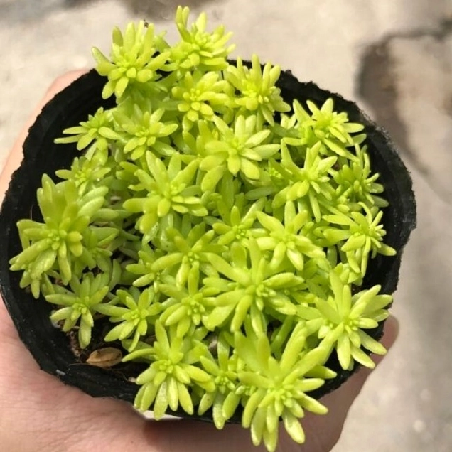Nhiều giống sen đá Sedum xanh được chụp trong bố cục sáng rõ để thấy khác biệt hình dáng