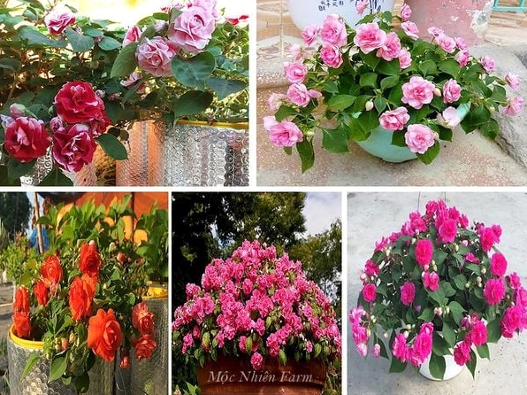Nhiều kiểu Hoa Ngọc Thảo cánh kép với màu sắc và hình dáng phong phú được sắp đặt cùng nhau