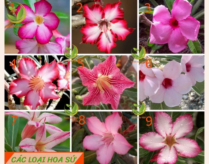 Nhiều loại Cây Hoa sứ với dáng cây và sắc hoa khác nhau được sắp đặt trong khu vườn