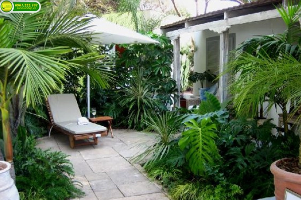 Nhiều loại cây sân vườn đẹp với tán lá xanh tạo vẻ sinh động cho cảnh quan