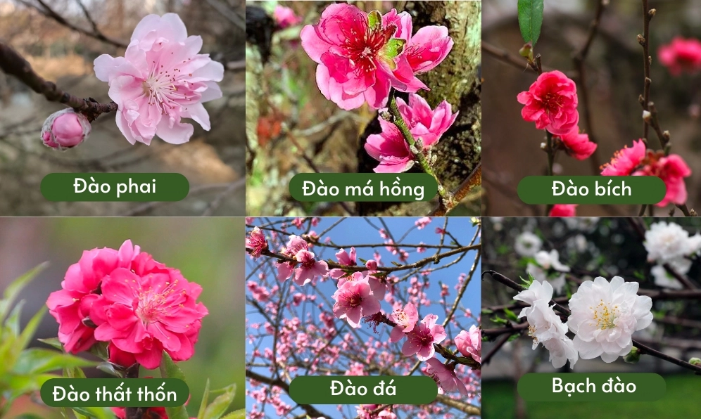 Nhiều loại hoa đào hiện nay khoe sắc hồng đa dạng từ nhạt đến đậm trên cùng khung hình