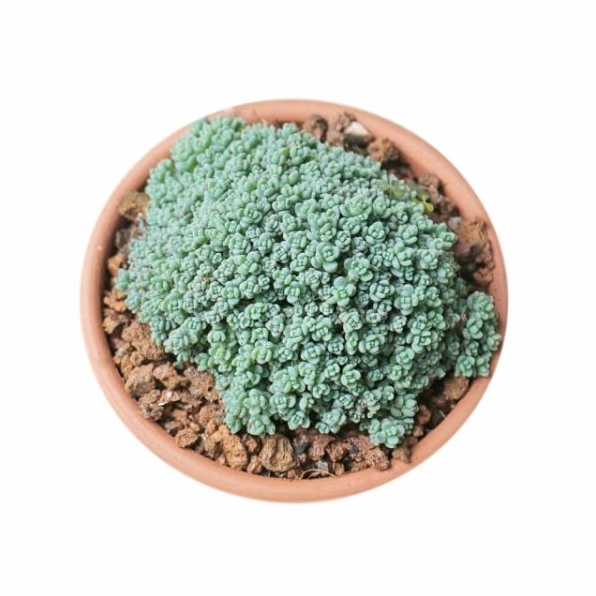 Nhiều loại sen đá sedum được ưa chuộng với dáng lá nhỏ xinh và màu sắc hài hòa