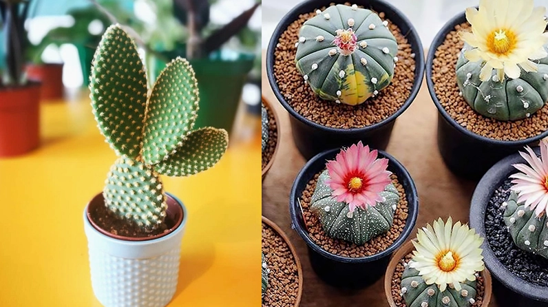 Nhiều loại xương rồng với hình dáng khác nhau tạo thành bộ sưu tập xanh độc đáo