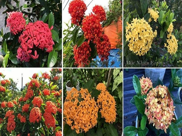 Nhiều màu Hoa Bông Trang khác nhau cùng hiện diện tạo nên bảng màu sống động và tươi vui