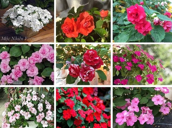 Nhiều sắc màu Hoa Ngọc Thảo khác nhau cùng xuất hiện tạo nên bức tranh hoa rực rỡ và sinh động
