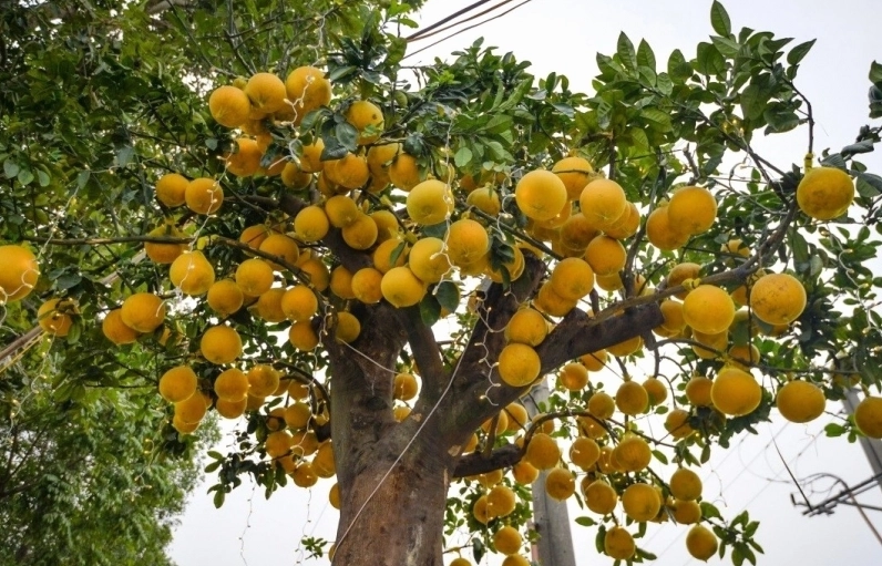 Nhóm cây xanh giữ lộc trong sân nhà với dáng lá nổi bật gợi liên tưởng đến vẻ đẹp phong thủy của đinh lăng