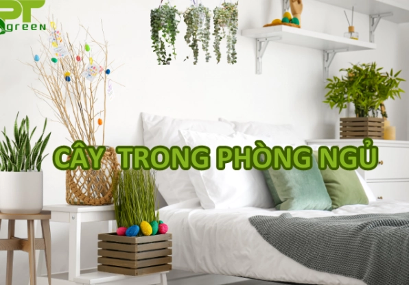 Nhóm cây xanh trong phòng ngủ tạo cảm giác thư giãn và bổ sung mảng xanh cho nhà ở