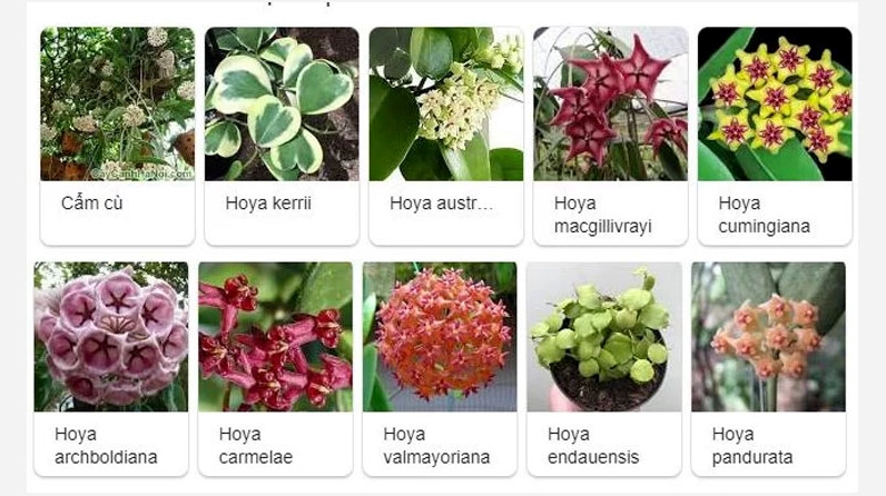 Những biến thể Hoa cẩm cù được giới thiệu theo tên gọi phổ biến trong tiếng Anh, gợi ra sự phong phú của loài hoa dây leo được yêu thích