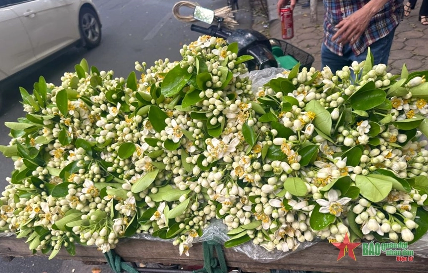 Những bông Hoa bưởi khẽ nghiêng trong nắng, toát lên vẻ mong manh nhưng vẫn đầy sức sống của mùa xuân