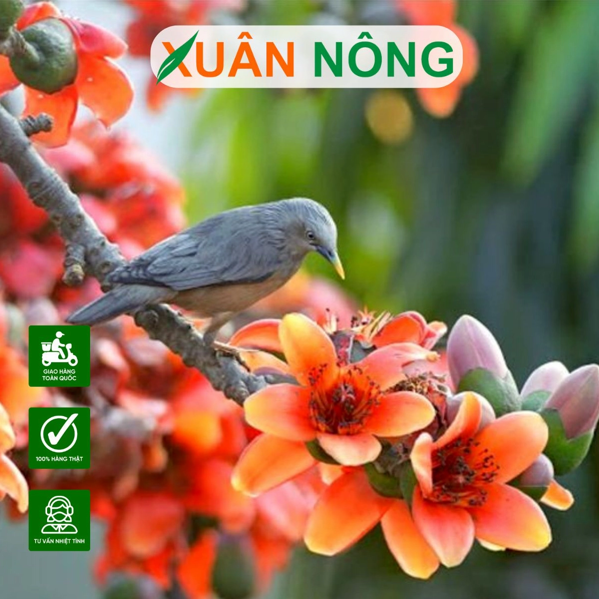 Những bông Hoa Gạo nở đẹp với cánh cong mềm và màu đỏ tươi nổi bật