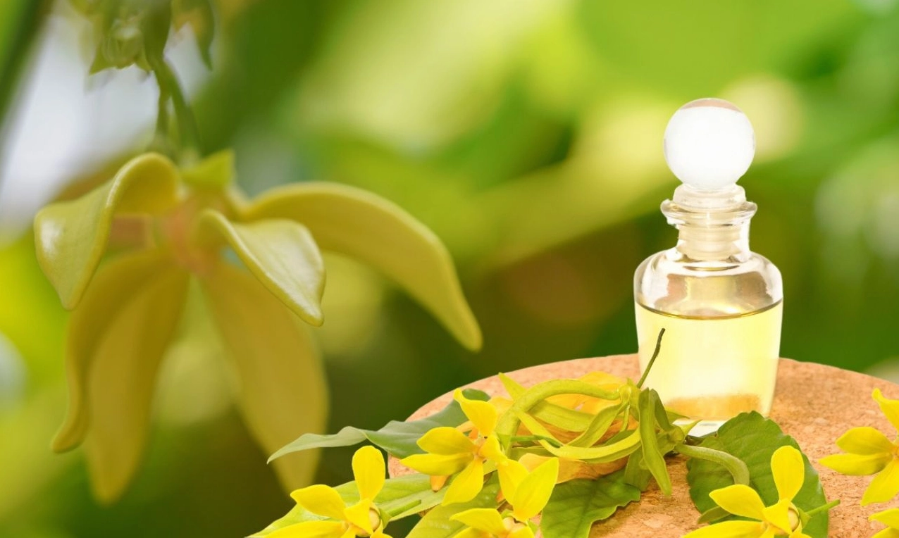 Những bông hoa Hoàng Lan được thu hái để làm tinh dầu, nổi bật với sắc vàng dịu và vẻ mềm mại tự nhiên