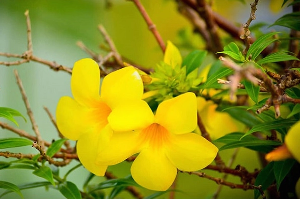 Những bông Hoa huỳnh anh vàng nở tươi trên cành lá xanh tạo cảm giác rạng rỡ và thanh thoát