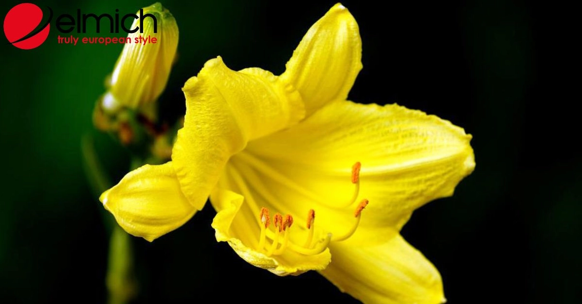 Những bông Hoa loa kèn nở mềm mại với cánh hoa thanh thoát gợi vẻ đẹp tinh khôi và ý nghĩa sâu lắng