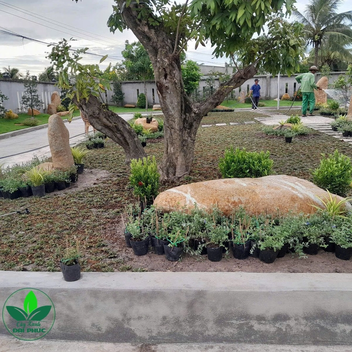 Những bông hoa Thanh Tú mảnh mai phủ xanh một khoảng nhỏ trong khu vườn