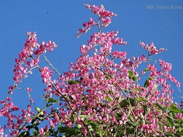 Những bông Hoa Tigon hồng nở đều trên dây leo khỏe khoắn tạo khung cảnh tự nhiên tươi tắn