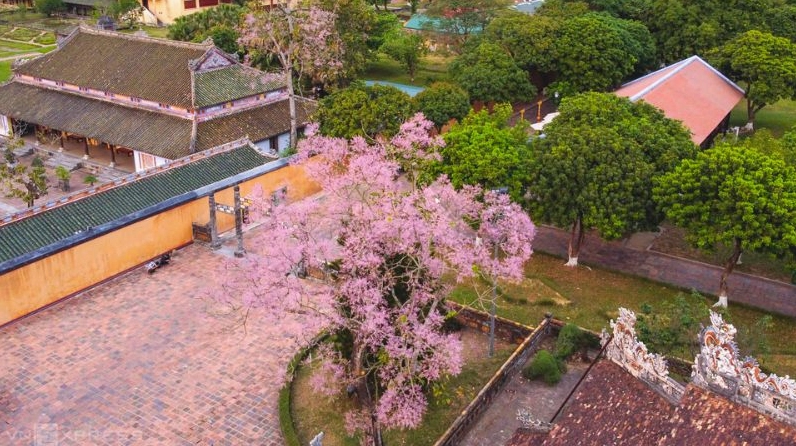 Những cánh Hoa ngô đồng tô hồng một góc Đại Nội trong nắng xuân