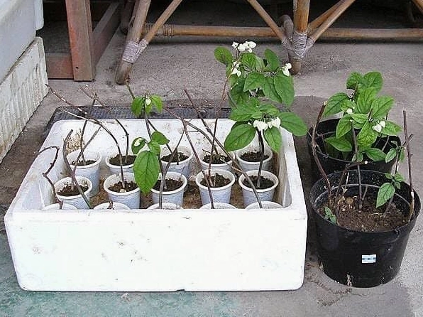 Những cành Hoa ngọc nữ được giâm hàng loạt, cho thấy khả năng nhân giống hiệu quả