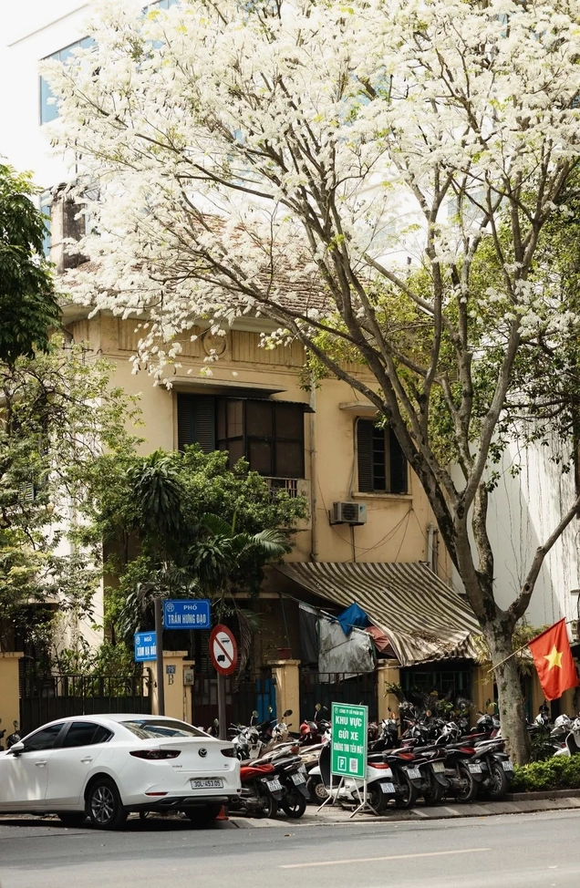 Những cành Hoa Sưa trắng mềm mại đan vào nhau tạo nên khung hình lãng mạn của mùa xuân Hà Nội