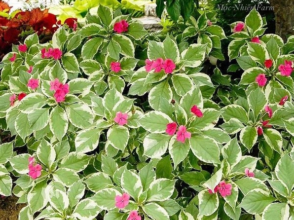 Những cây con Hoa Ngọc Thảo đã phát triển ổn định với thân lá khỏe và thế đứng vững vàng