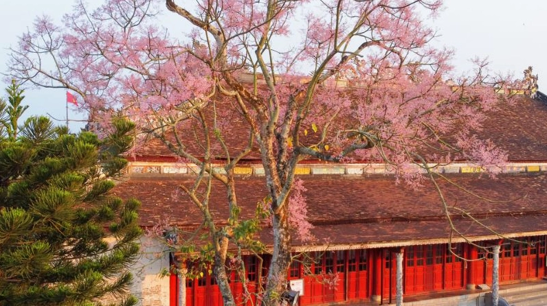 Những cây Hoa ngô đồng ở kinh thành Huế vươn tán rộng bên công trình cổ