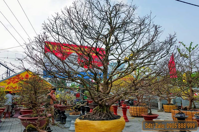Những Cây Mai Vàng khủng nhất Việt Nam khoe tán lớn và hoa vàng dày nổi bật