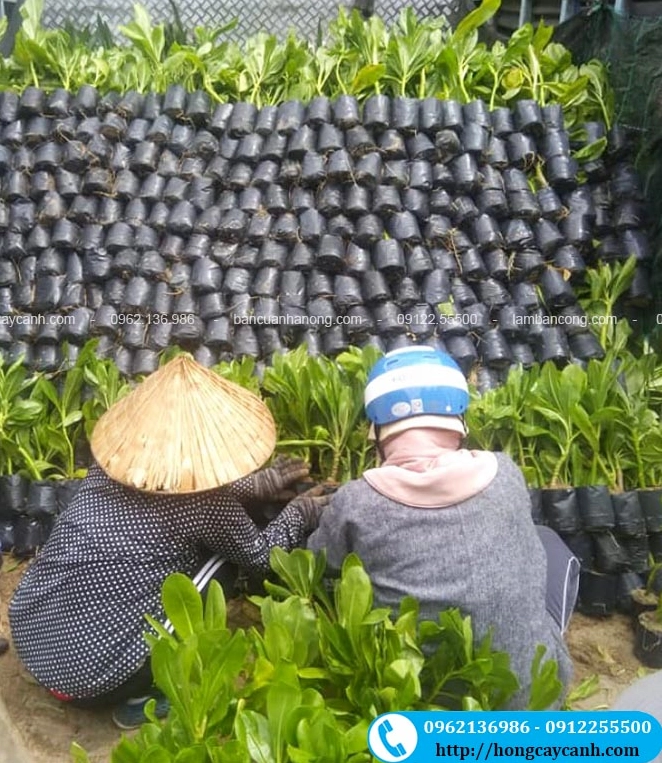 Những cây Phong Ba được chuẩn bị cho công trình với thân chắc khỏe và tán xanh đồng đều