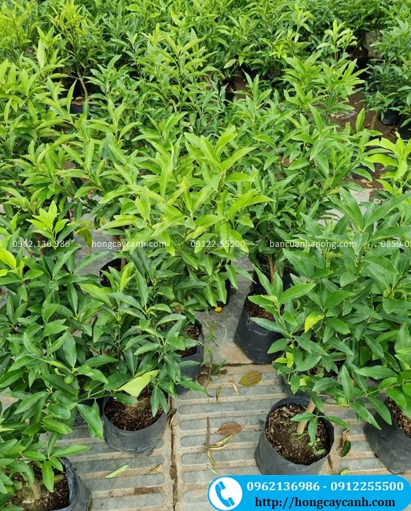 Những cây quất ngọt trồng theo lứa với lá non sáng màu và thân cây đồng đều, gợi hình ảnh vườn ươm đầy sức sống